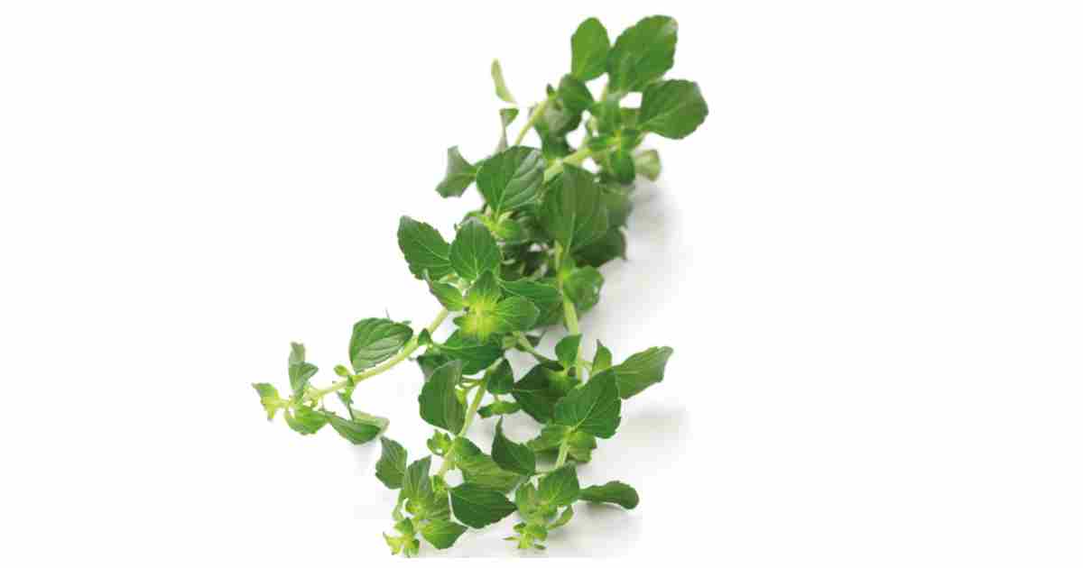 Nurite: La Planta Medicinal Purépecha con Propiedades Antioxidantes y Digestivas 1 nurite michoacano