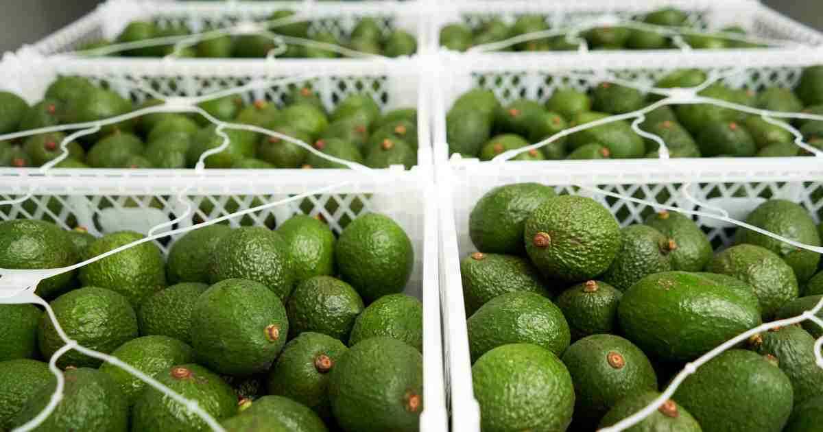 aguacates hass michoacano