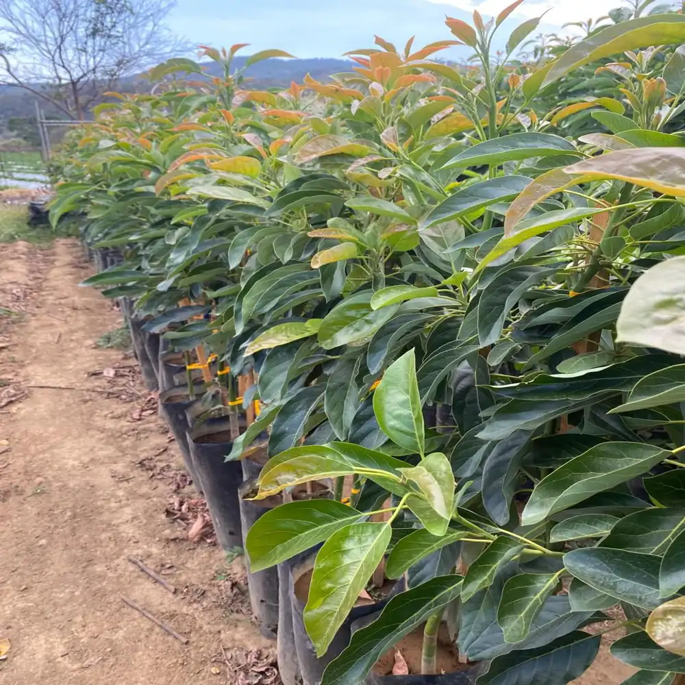 Planta de Aguacates 9 planta aguacate hass 10