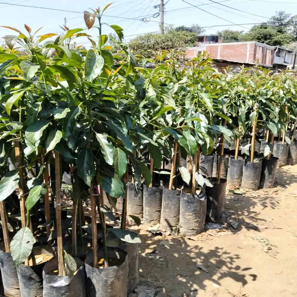 Planta de Aguacates 10 planta aguacate hass 11