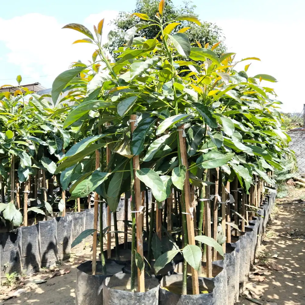 Planta de Aguacates 11 planta aguacate hass 12