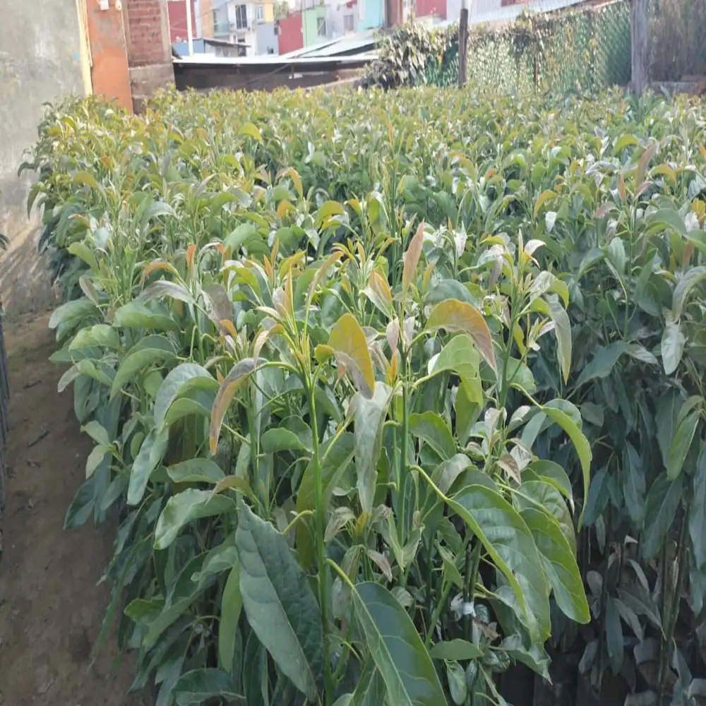 Planta de Aguacates 1 planta aguacate hass 2