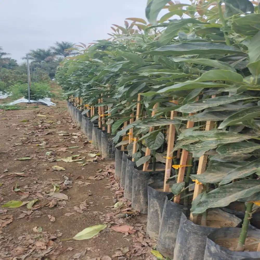 Planta de Aguacates 3 planta aguacate hass 4