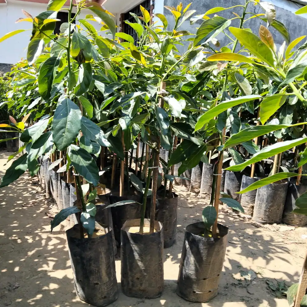 Planta de Aguacates 4 planta aguacate hass 5