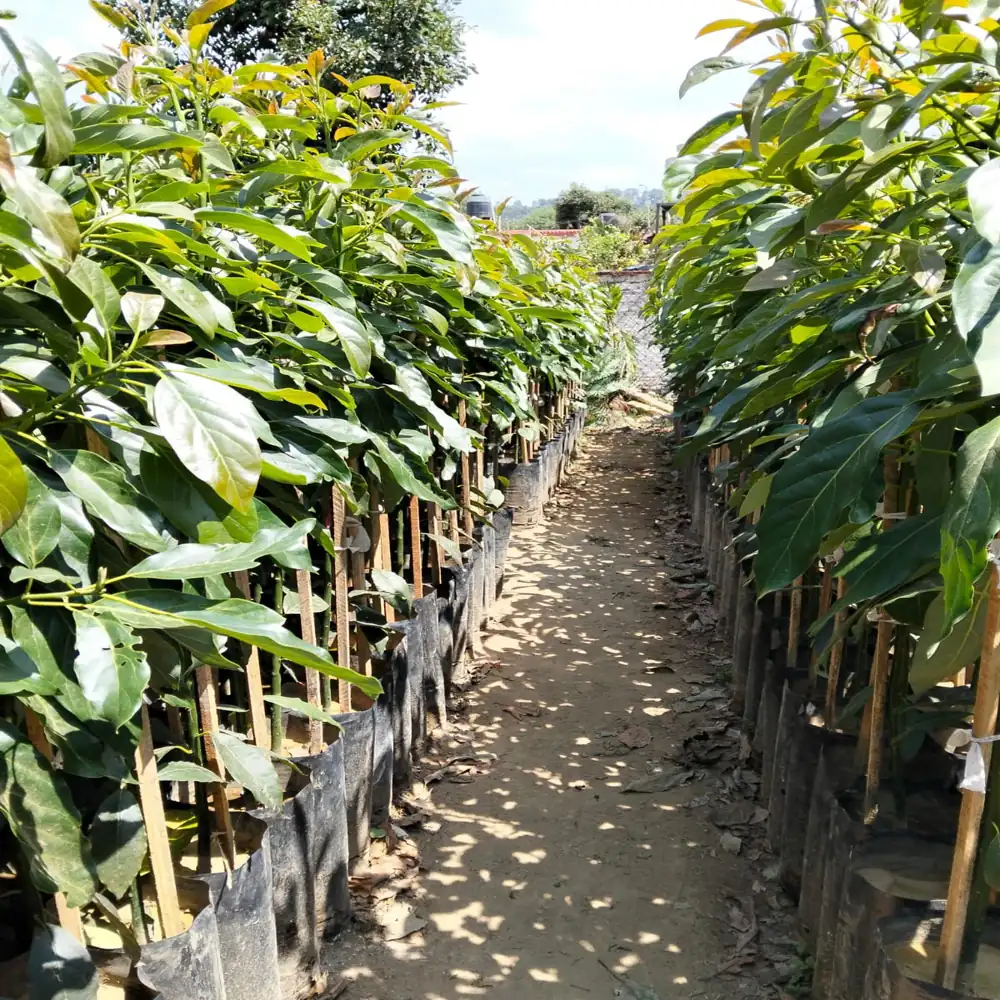Planta de Aguacates 5 planta aguacate hass 6