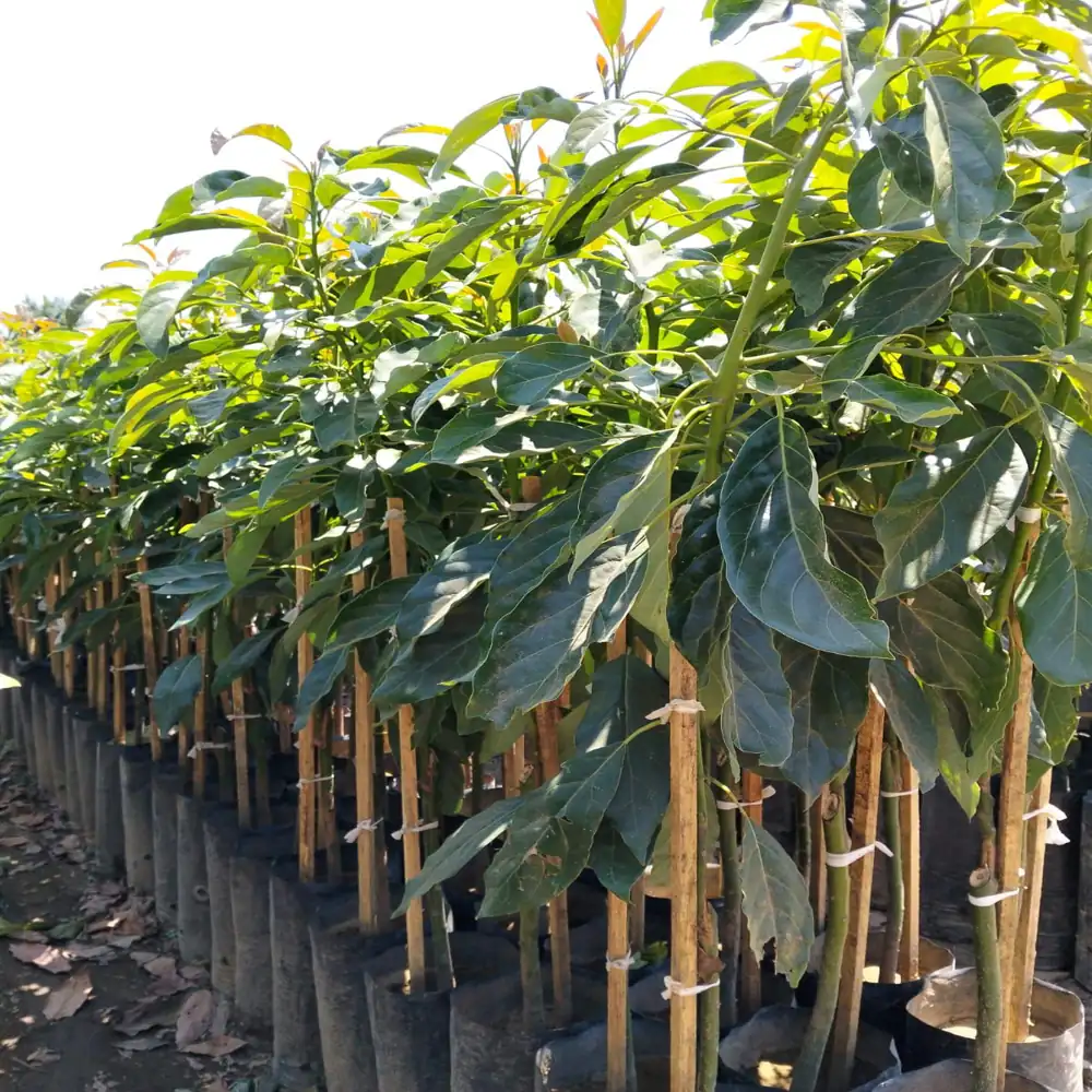 Planta de Aguacates 6 planta aguacate hass 7