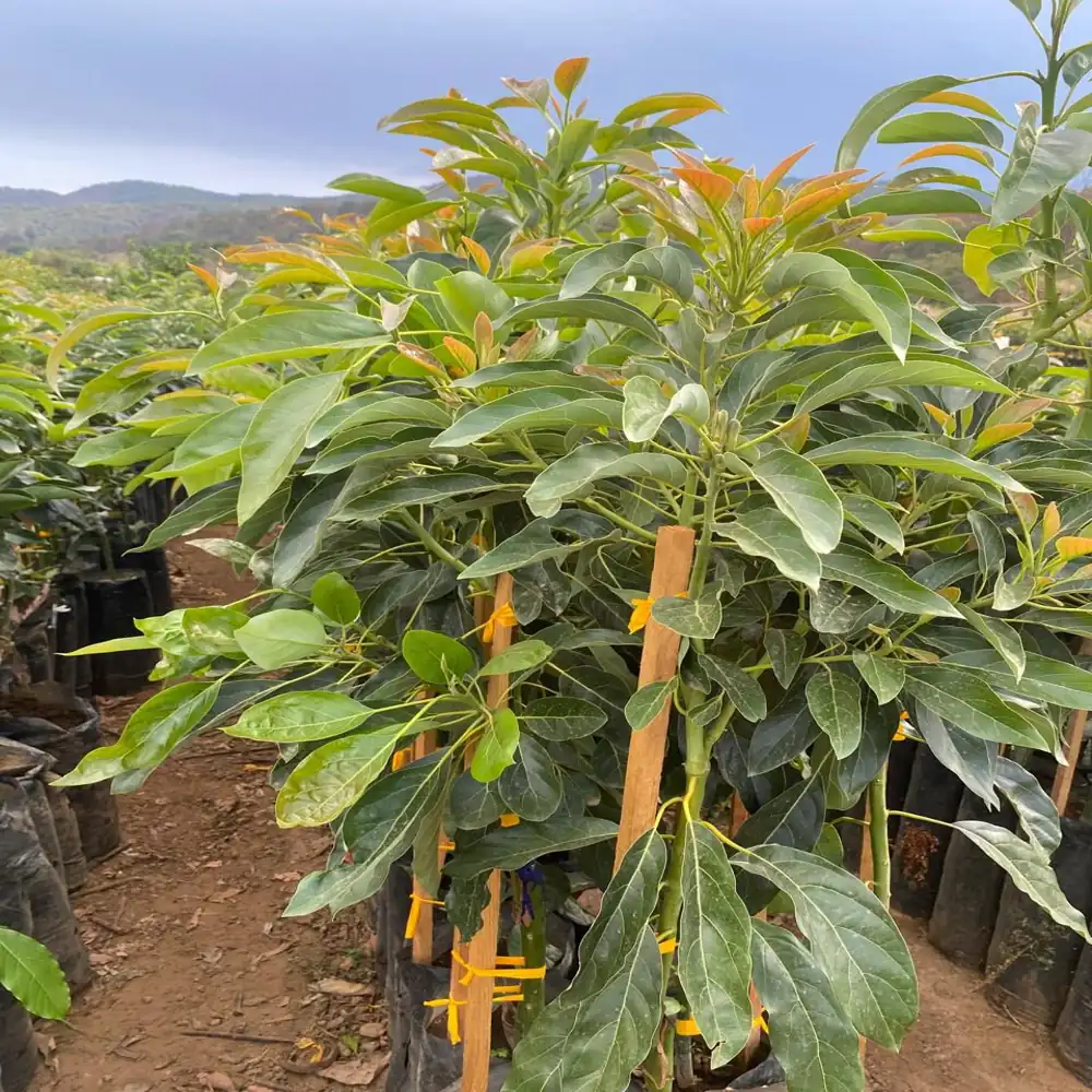 Planta de Aguacates 8 planta aguacate hass 9