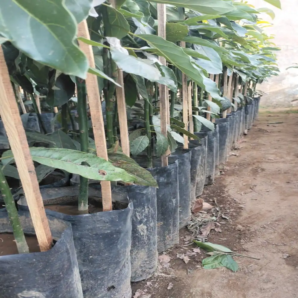 Planta de Aguacates 12 planta aguacate hass