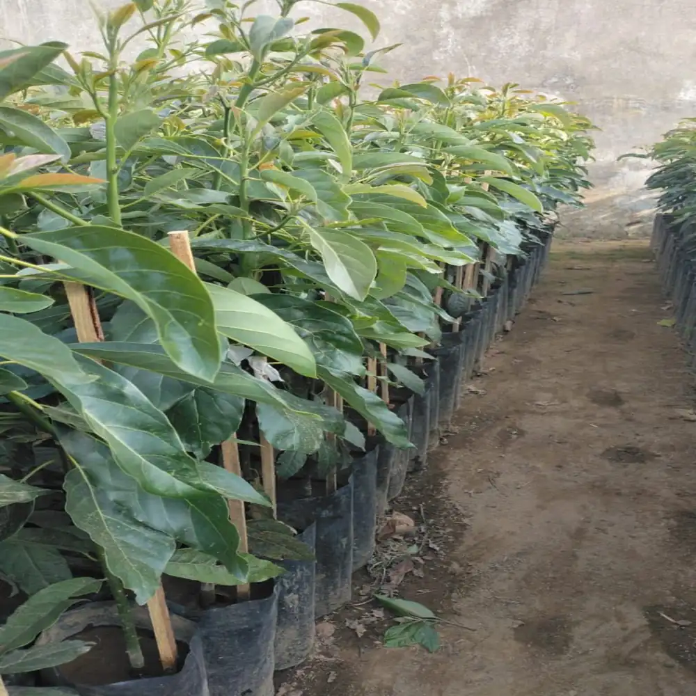 Planta de Aguacates 13 plantahass